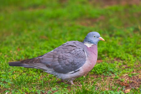 Wood pigeon - Columba palumbus, walking on green grassの写真素材