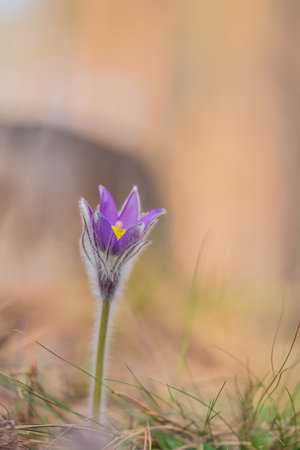 Pulsatilla patens common names include Eastern pasqueflower, prairie crocus, and cutleaf anemone in spring forestの写真素材