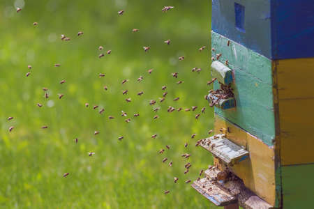 Swarm of bees in flight on a nice sunny day
