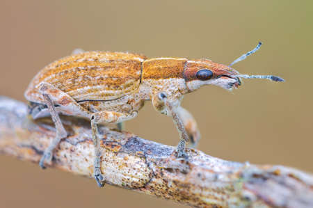 Sitona gressorius bug - Snout beatle on a branchの写真素材