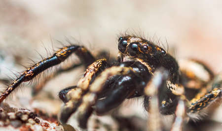 Jumping spider Salticus cingulatus. Eyes of Salticus cingulatus. Funny portrait of spiderの写真素材