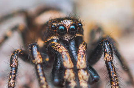Jumping spider Salticus cingulatus. Eyes of Salticus cingulatus. Funny portrait of spiderの写真素材