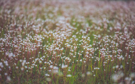 Field of flowers with blurred smooth backgroundの写真素材