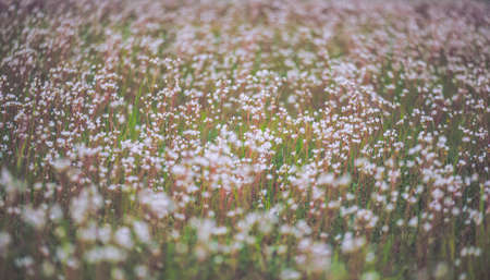 Field of flowers with blurred smooth backgroundの写真素材