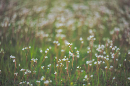 Field of flowers with blurred smooth backgroundの写真素材