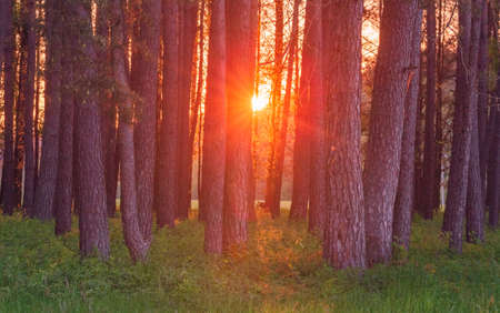 Magic evening red light in the forest with sun rays.の写真素材