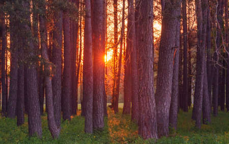 Magic evening red light in the forest with sun rays.の写真素材