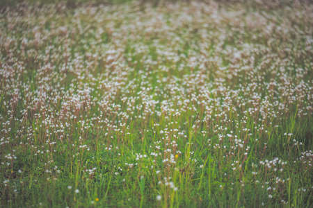 Field of flowers with blurred smooth backgroundの写真素材