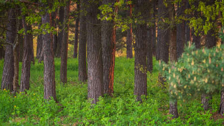 Magic evening red light in the forest with sun rays.の写真素材