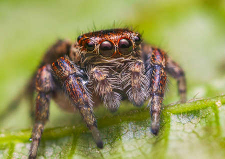 Female jumping spider Evarcha falcata close up portraitの写真素材