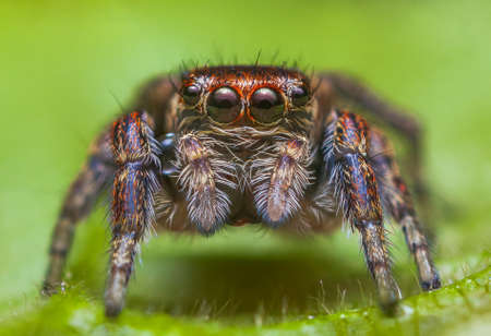 Female jumping spider Evarcha falcata close up portraitの写真素材