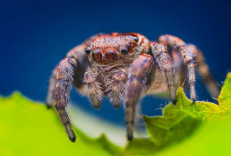 Female jumping spider Evarcha falcata close up portraitの写真素材