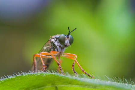 Robber fly Asilidae sp, an aggressive fly with predatory habitsの写真素材