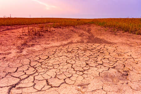 Warm dry cracked land with dead cropps, climate change concept with extreme heatの写真素材
