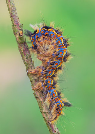 Colorful caterpillar of Canthea coenobita in a curvy poseの写真素材