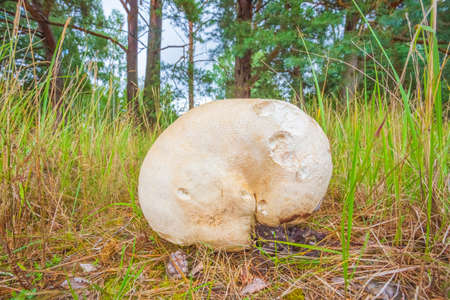 Giant puffball Calvatia gigantea fungus growing in grassland, huge mushroom growing in the forestの写真素材