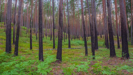 Forest after fire, regrowth, growing green plants after forest fireの写真素材