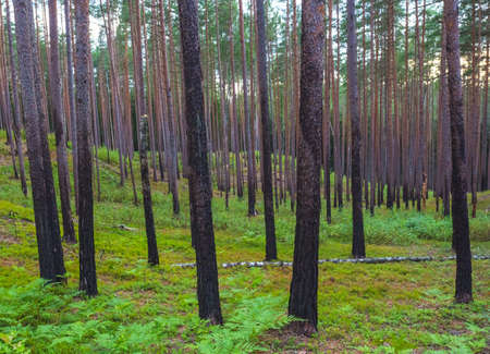 Forest after fire, regrowth, growing green plants after forest fireの写真素材