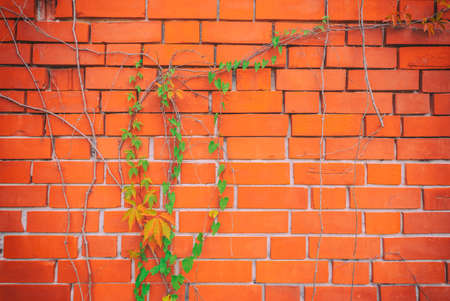 Red brick wall pattern surface texture with Ivy plant with leaves, green creeper bush and vines. Material for design decoration background.の写真素材