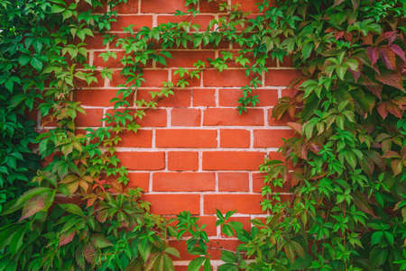 Red brick wall pattern surface texture with Ivy plant with leaves, green creeper bush and vines. Material for design decoration background.の写真素材