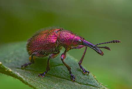 Weevil Beetle Rhynchites bacchus on a green leaf. Pest for fruit trees. a problem for gardeners and farmersの写真素材