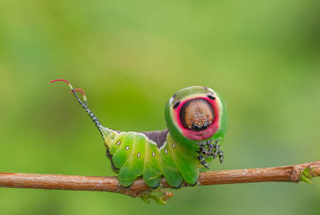 Caterpillar in a frightening pose, unique animal behaviourの写真素材