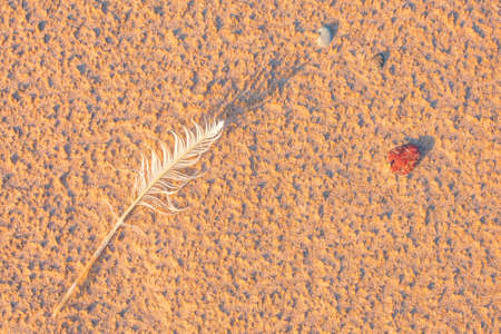 Single white seagull feather on beach sandの写真素材