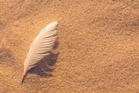 Single white seagull feather on beach sandの写真素材