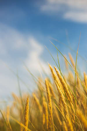 Bents in the wind at a beach coast line at Baltic seaの写真素材