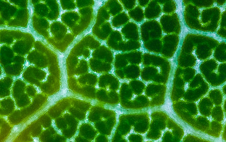 Abstract texture of a green leaf, close up image of leaf texturesの写真素材