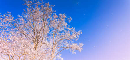 Frozen tree branches in a blue sky background, extremely cold environment. Winter view, frosty, cold, icy landscapeの写真素材