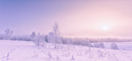 Frozen tree branches in a purple morning sky background, extremely cold environment. Winter view, frosty, cold, icy landscapeの写真素材