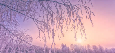 Frozen tree branches in a purple morning sky background, extremely cold environment. Winter view, frosty, cold, icy landscapeの写真素材