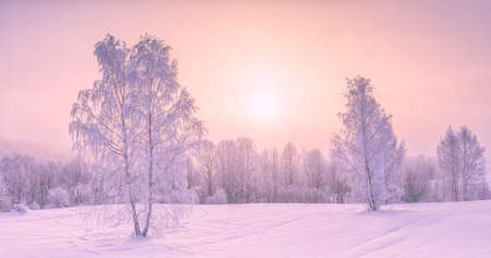 Frozen tree branches in a purple morning sky background, extremely cold environment. Winter view, frosty, cold, icy landscapeの写真素材