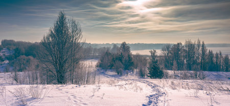 Frozen tree branches in a purple morning sky background, extremely cold environment. Winter view, frosty, cold, icy landscapeの写真素材