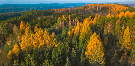 Larch Forest in Autumn. Aerial Top-Down Viewの写真素材