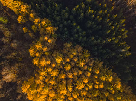 Larch Forest in Autumn. Aerial Top-Down Viewの写真素材