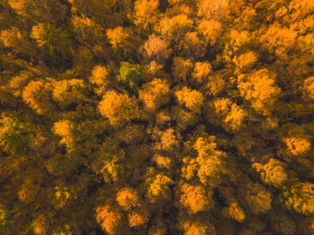 Larch Forest in Autumn. Aerial Top-Down Viewの写真素材