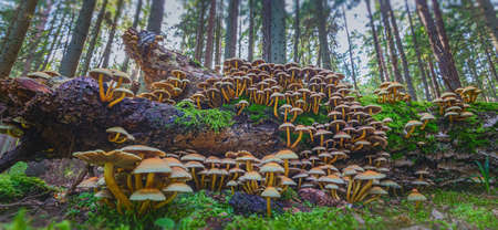 Mushrooms growing in the forest, Hypholoma fasciculareの写真素材
