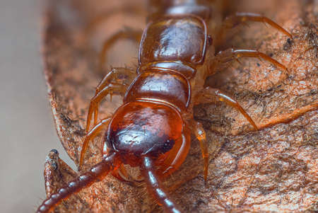 Close up of Lithobius forficatus, most commonly known as the brown centipede or stone centipede, is a common European centipede of the family Lithobiidae. Closeup shot of centipedeの写真素材