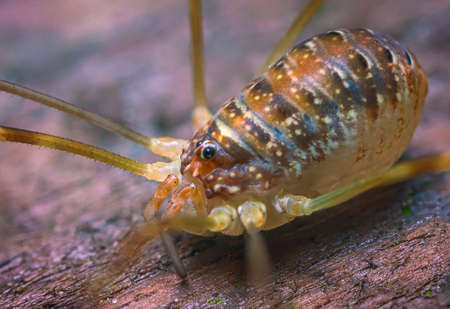 Close up macro photo of a male Phalangium opilio, the most widespread species of harvestman in the world. A harvester, daddy longlegs or opilionの写真素材
