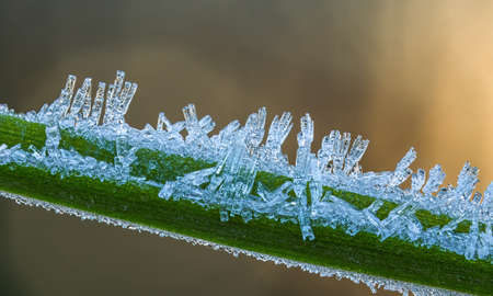 Frost crystals on a grass at cold winter day, close up picture of ice crystals, sunny winter dayの写真素材