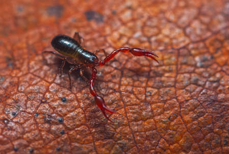 Close up macro image of a tiny Pseudoscorpion