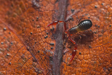 Close up macro image of a tiny Pseudoscorpion - Neobisium carcinoidesの写真素材