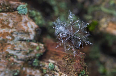 Macro photo of real snow crystal on a tree This is small snowflake with unusual pattern.の写真素材