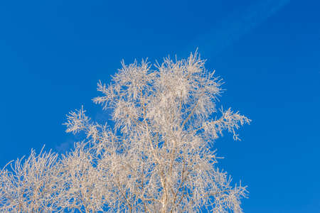 Branches of trees covered with frost on a background of blue skyの写真素材