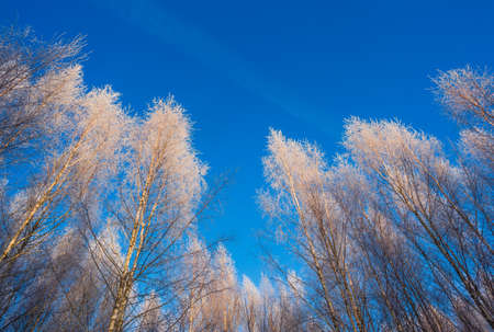 Branches of trees covered with frost on a background of blue skyの写真素材