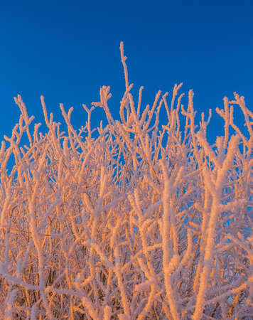 Cold winter background of frost on branches, extremely cold environment conditions, cold winter day with sunlightの写真素材