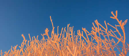Cold winter background of frost on branches, extremely cold environment conditions, cold winter day with sunlightの写真素材