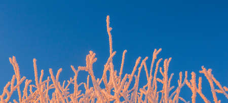 Cold winter background of frost on branches, extremely cold environment conditions, cold winter day with sunlightの写真素材